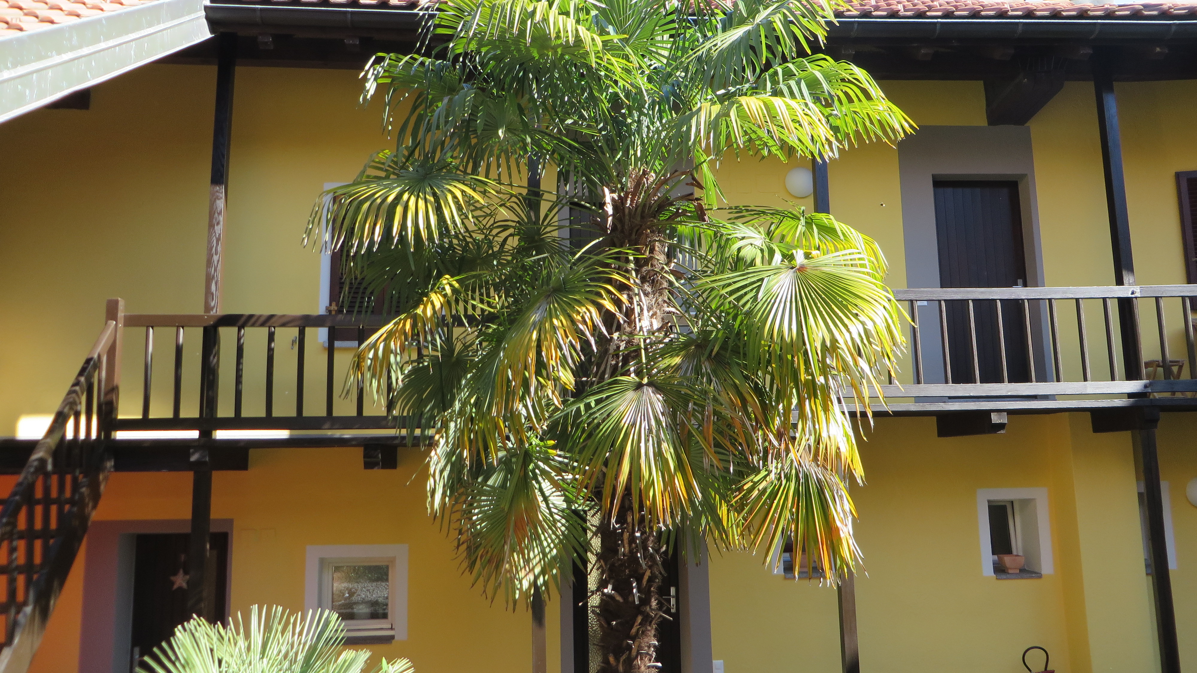 palm tree - court yard palm tree - court yard