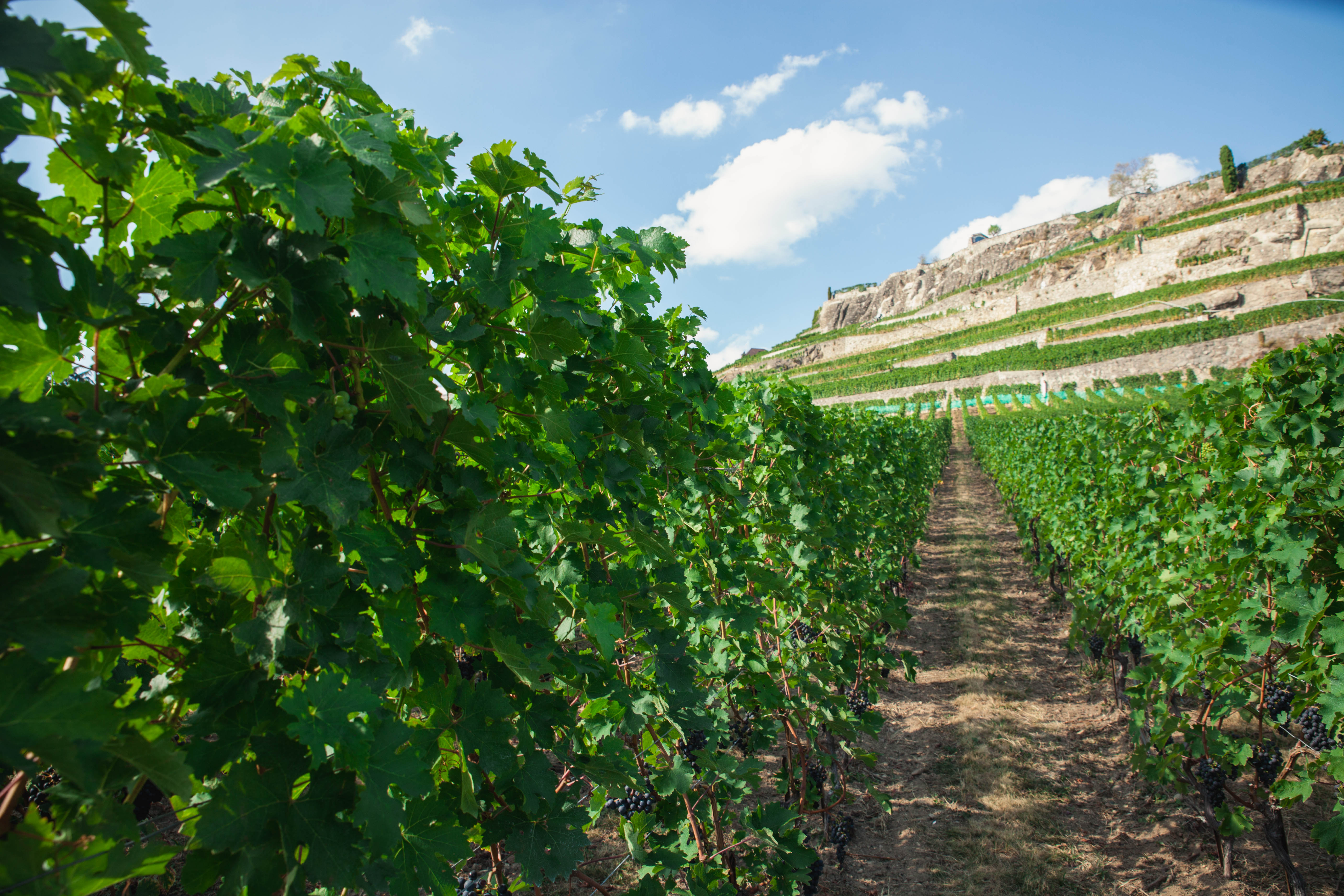 Auberge de Rivaz – Bild