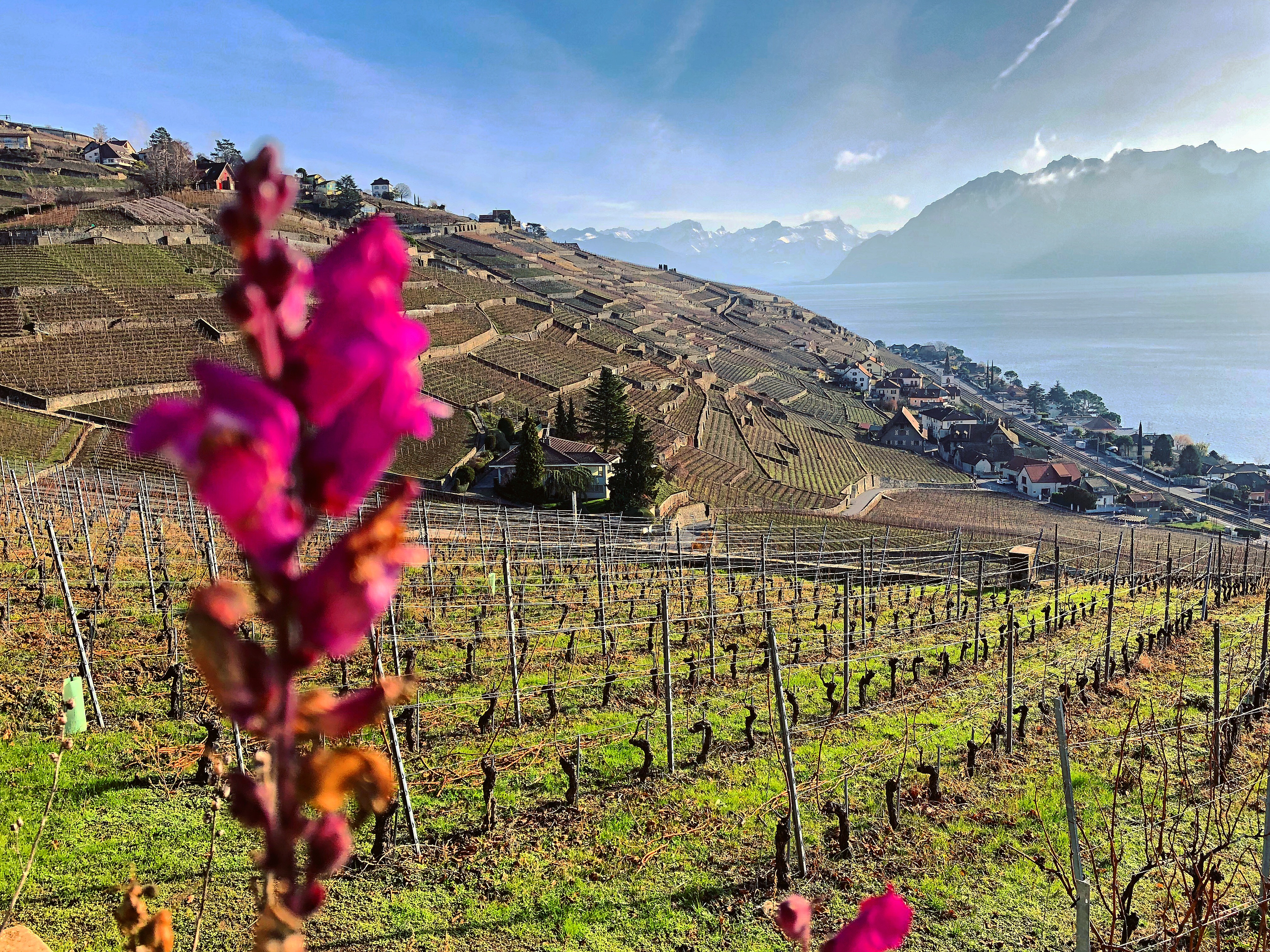 Lavaux UNESCO Lavaux UNESCO