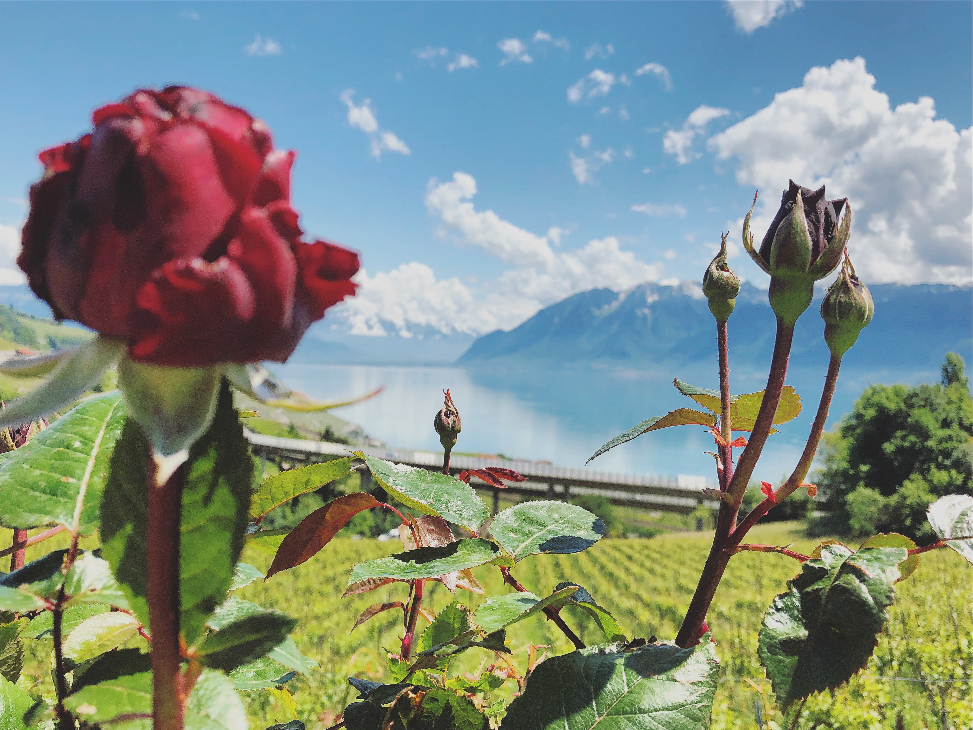 Lavaux Vignoble Lavaux Vignoble
