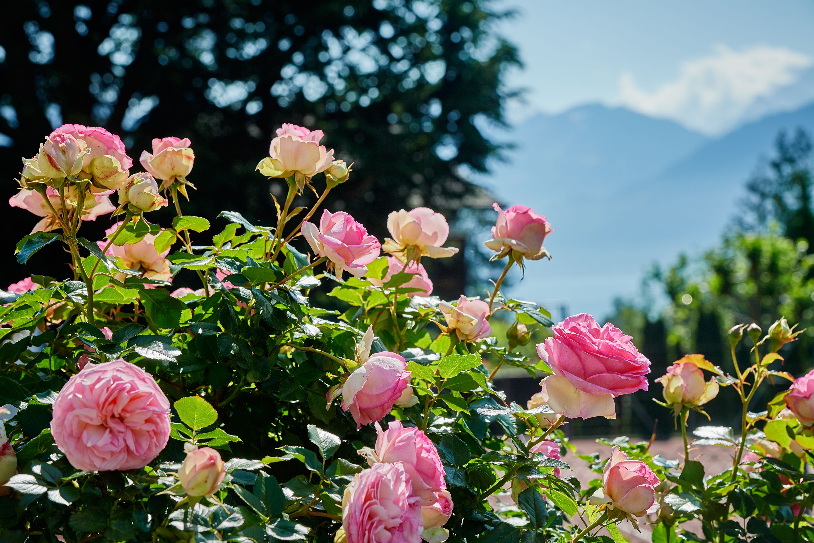 Garten Eden Spiez Rosen Garten Eden Spiez Rosen