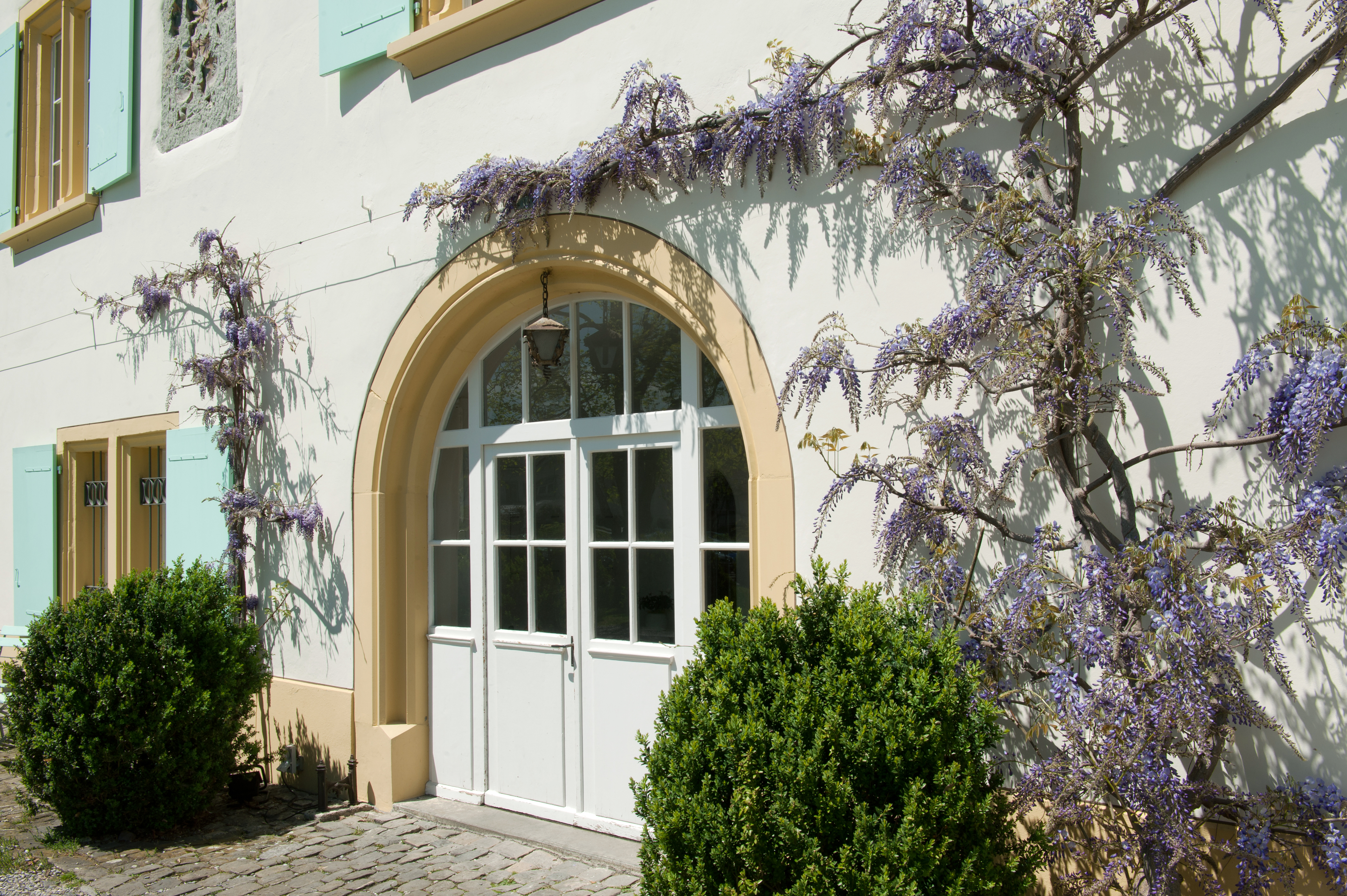 Glyzinien beim Haupteingang Glyzinien beim Haupteingang