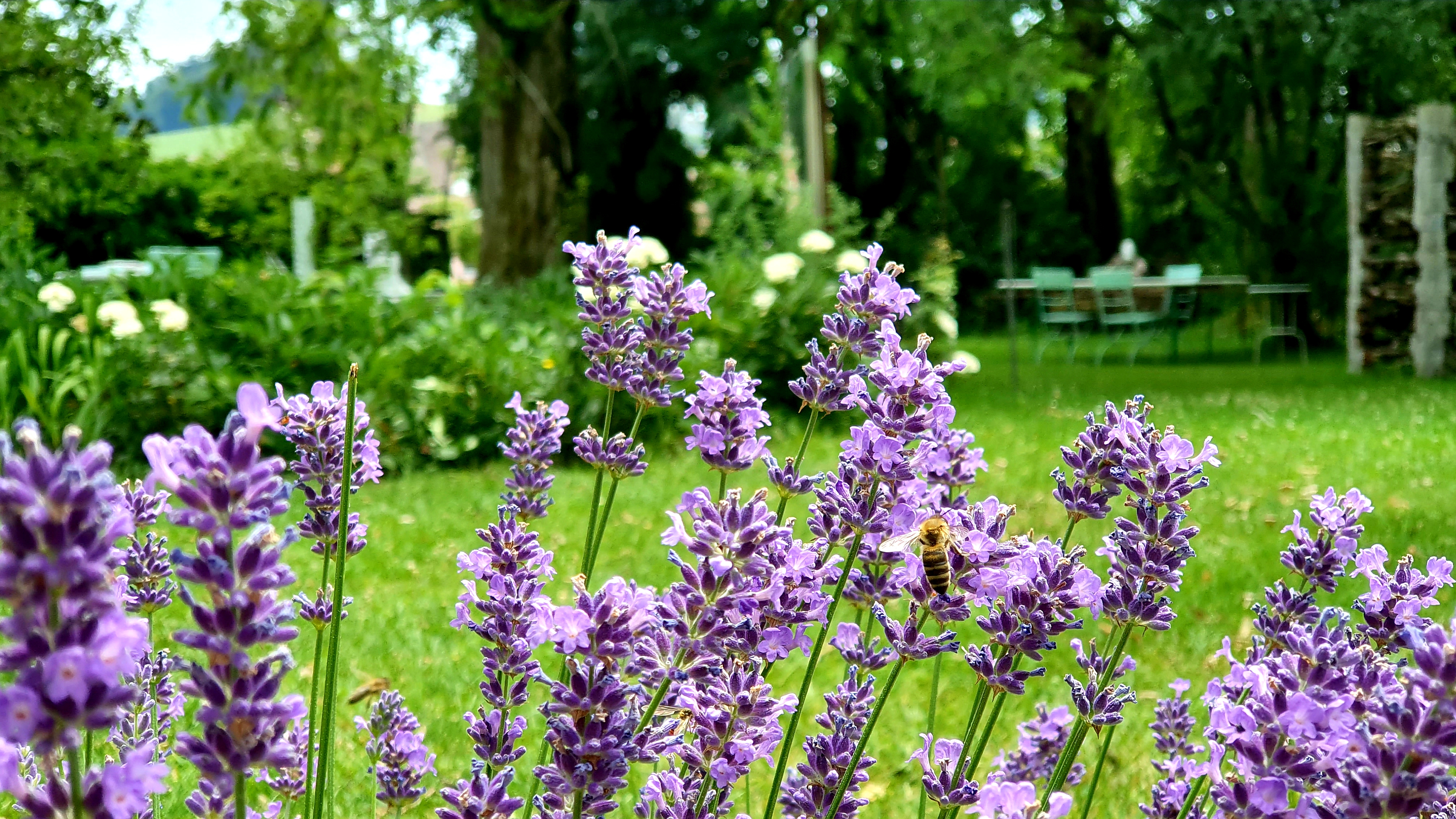 Schlossgarten Schlossgarten