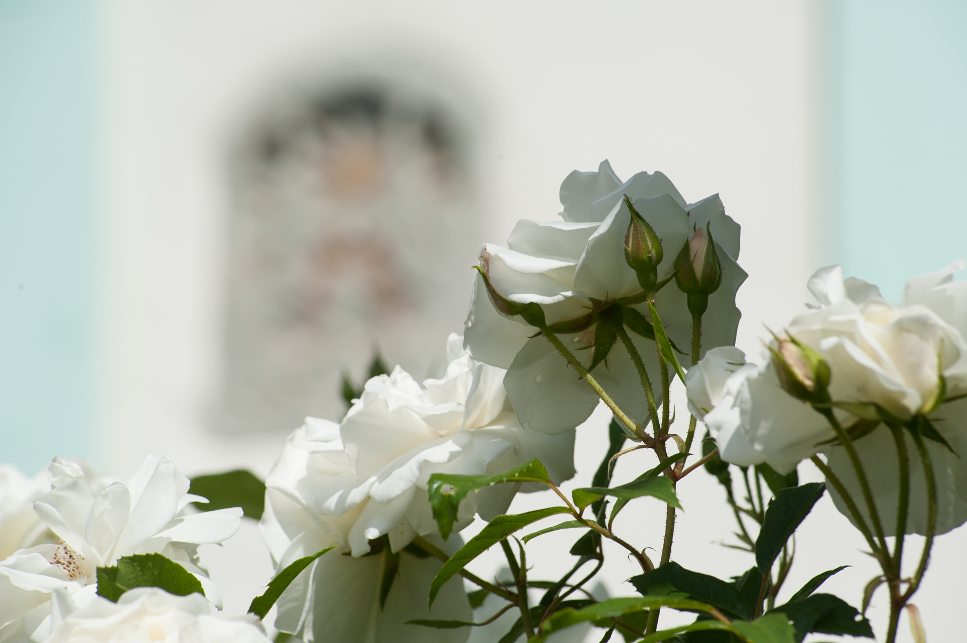 Weisse Rosen Weisse Rosen