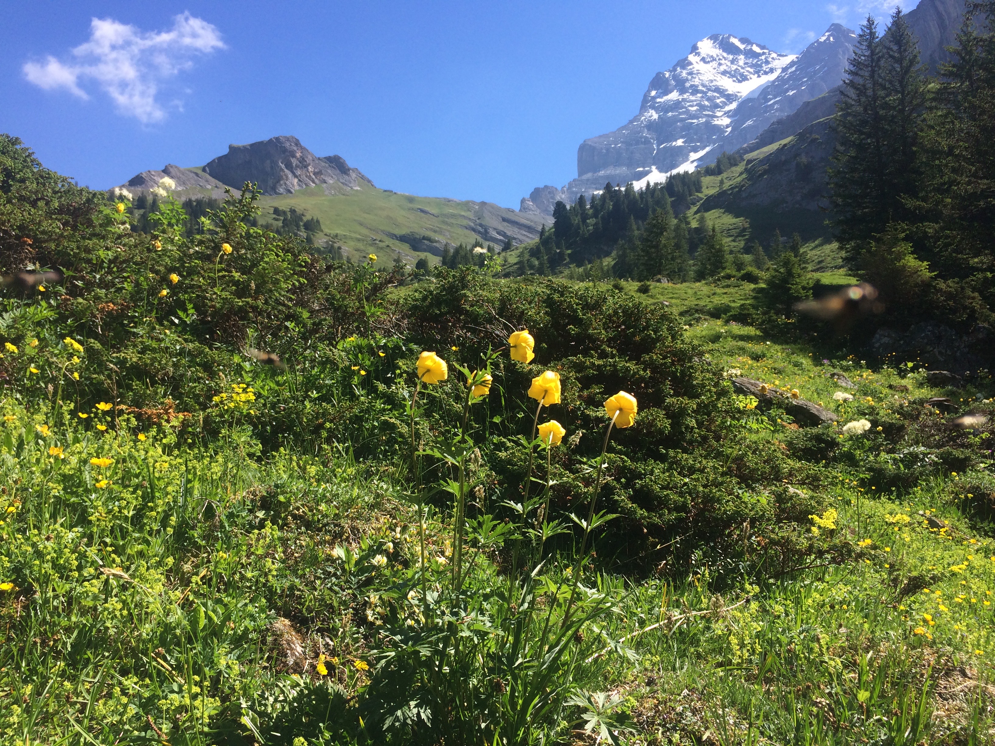 Wandern in der Biglenalp Wandern in der Biglenalp