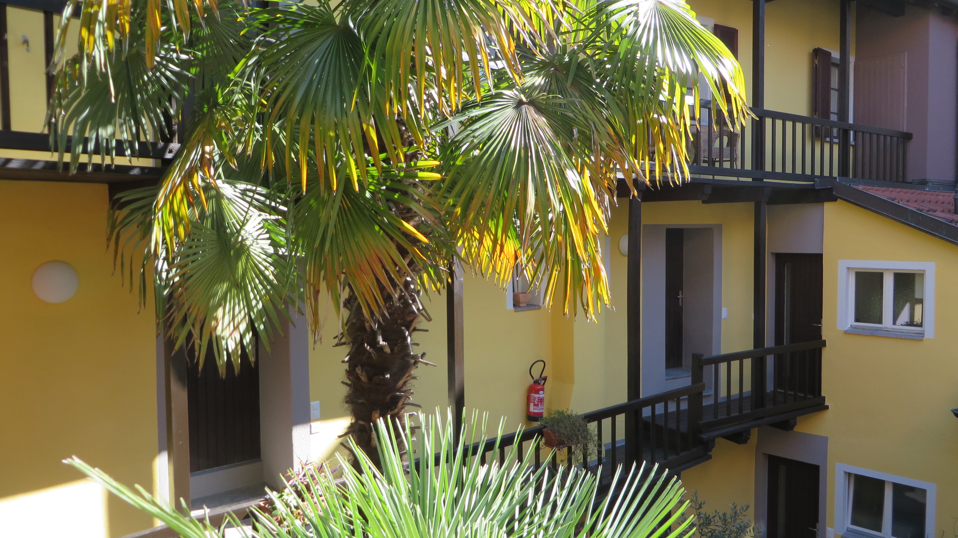 Palm tree court yard Palm tree court yard