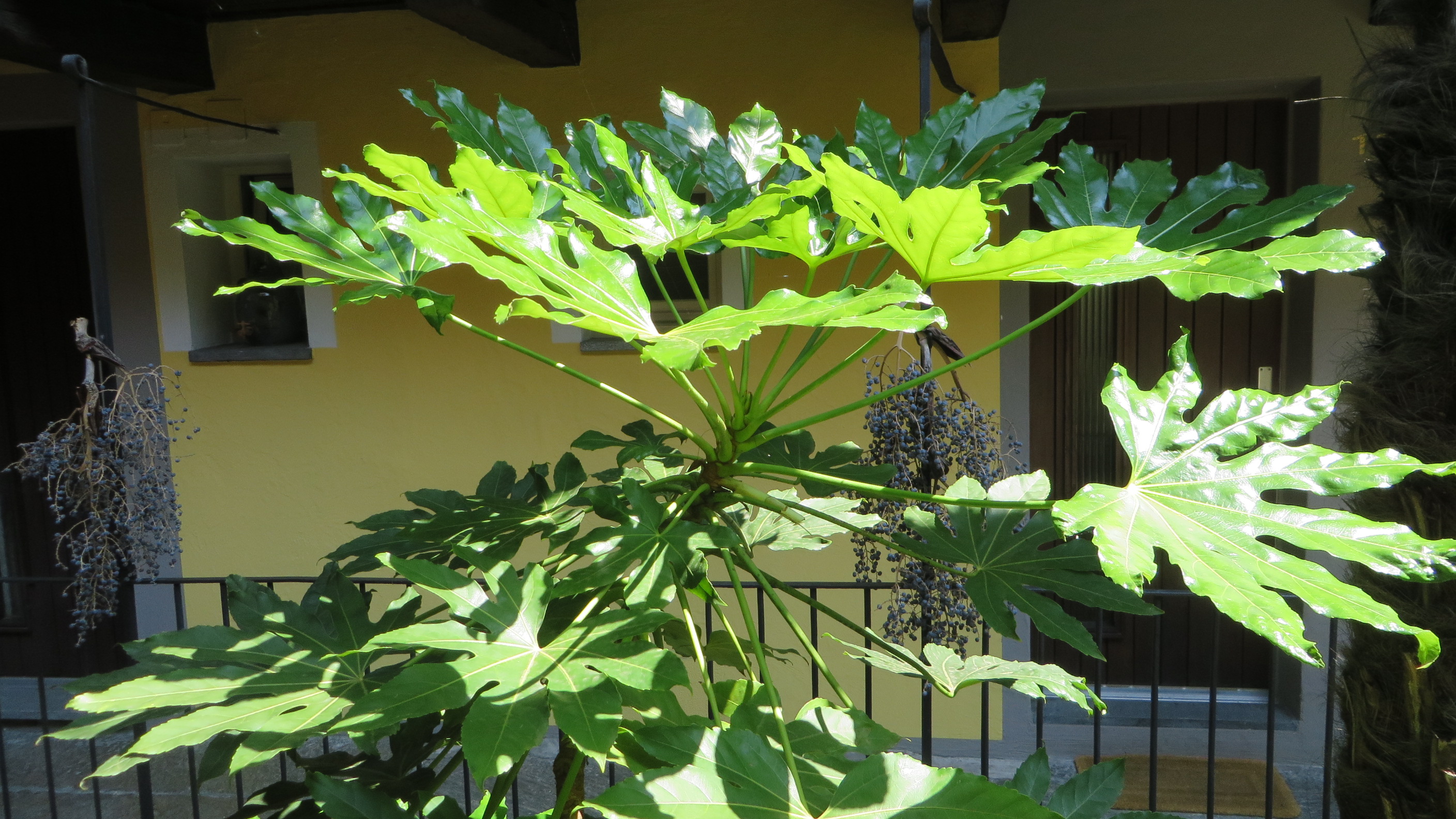 Court yard Court yard