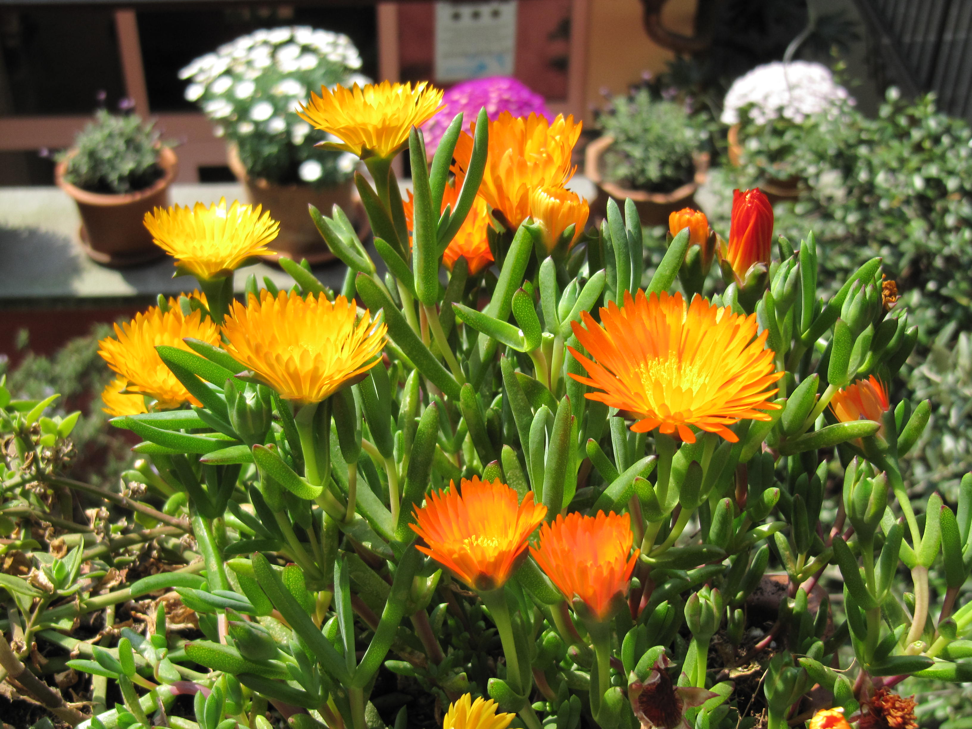 Court yard Court yard