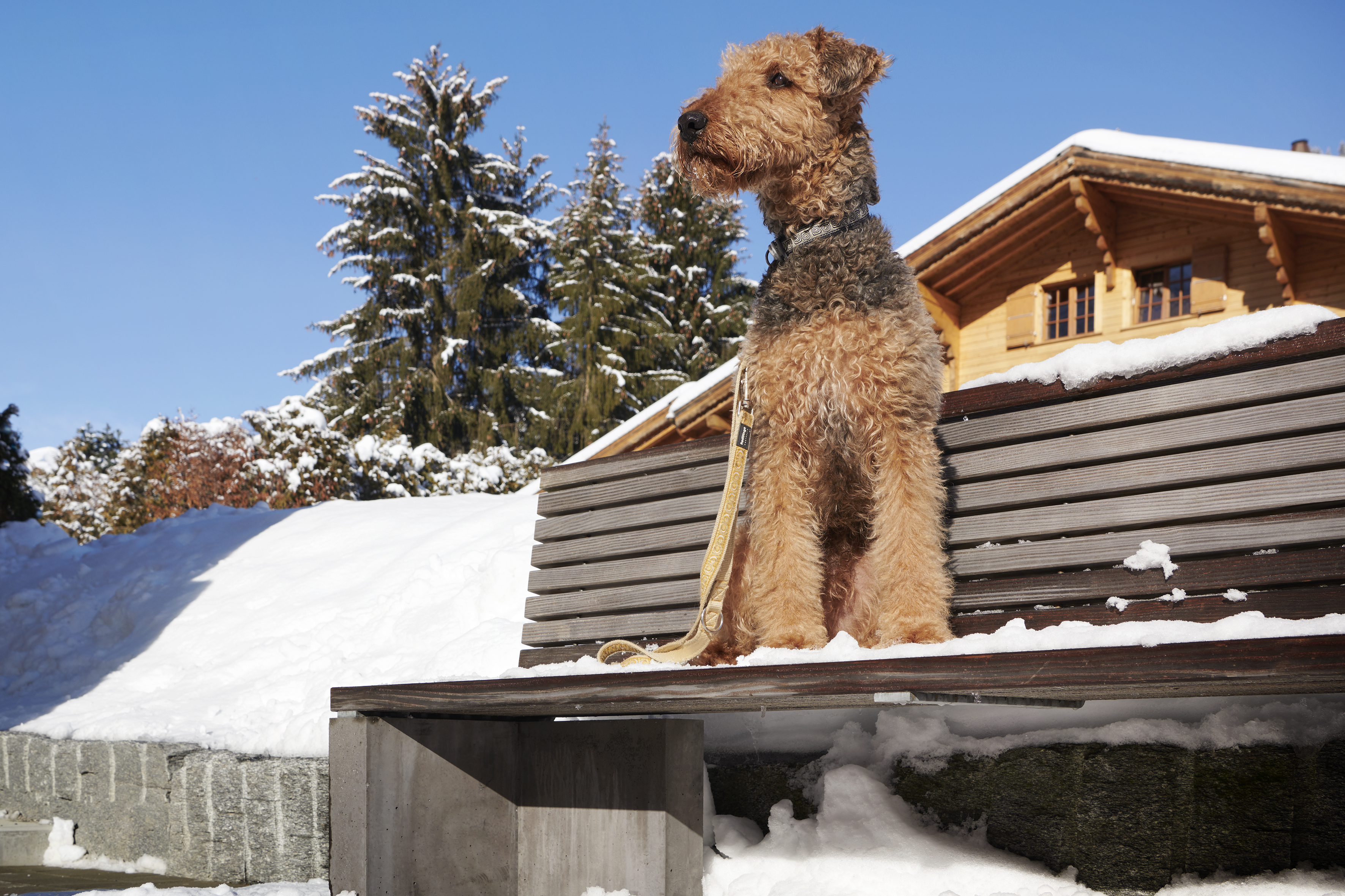 Vacanze con il cane Vacanze con il cane