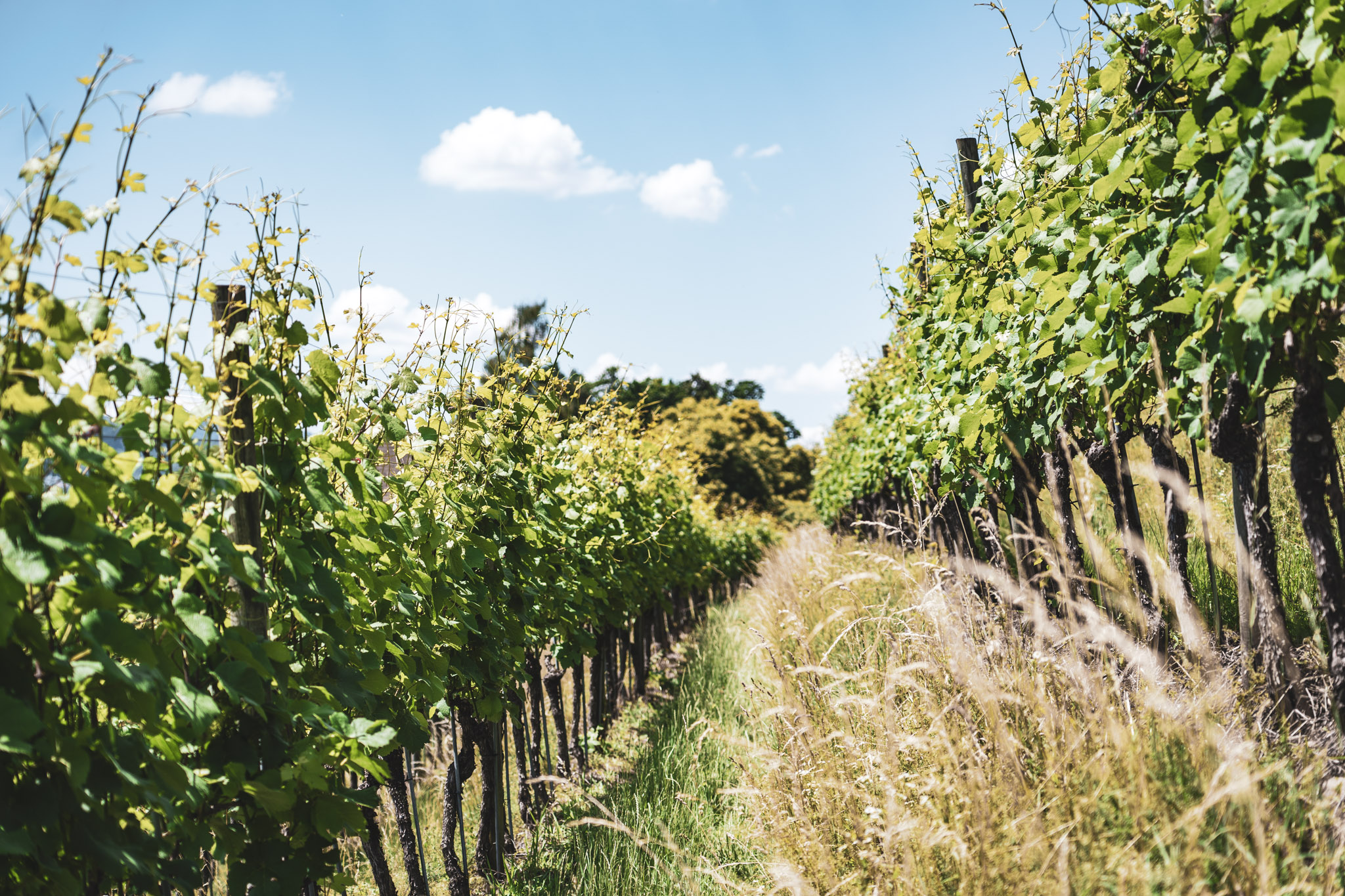 Landgasthof Halbinsel Au – image